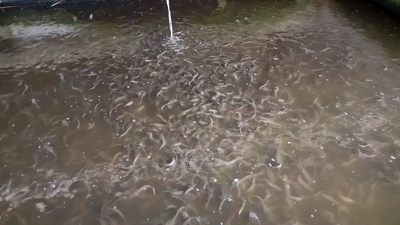 bibit ikan lele