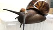 Baby snail rides on mother snail