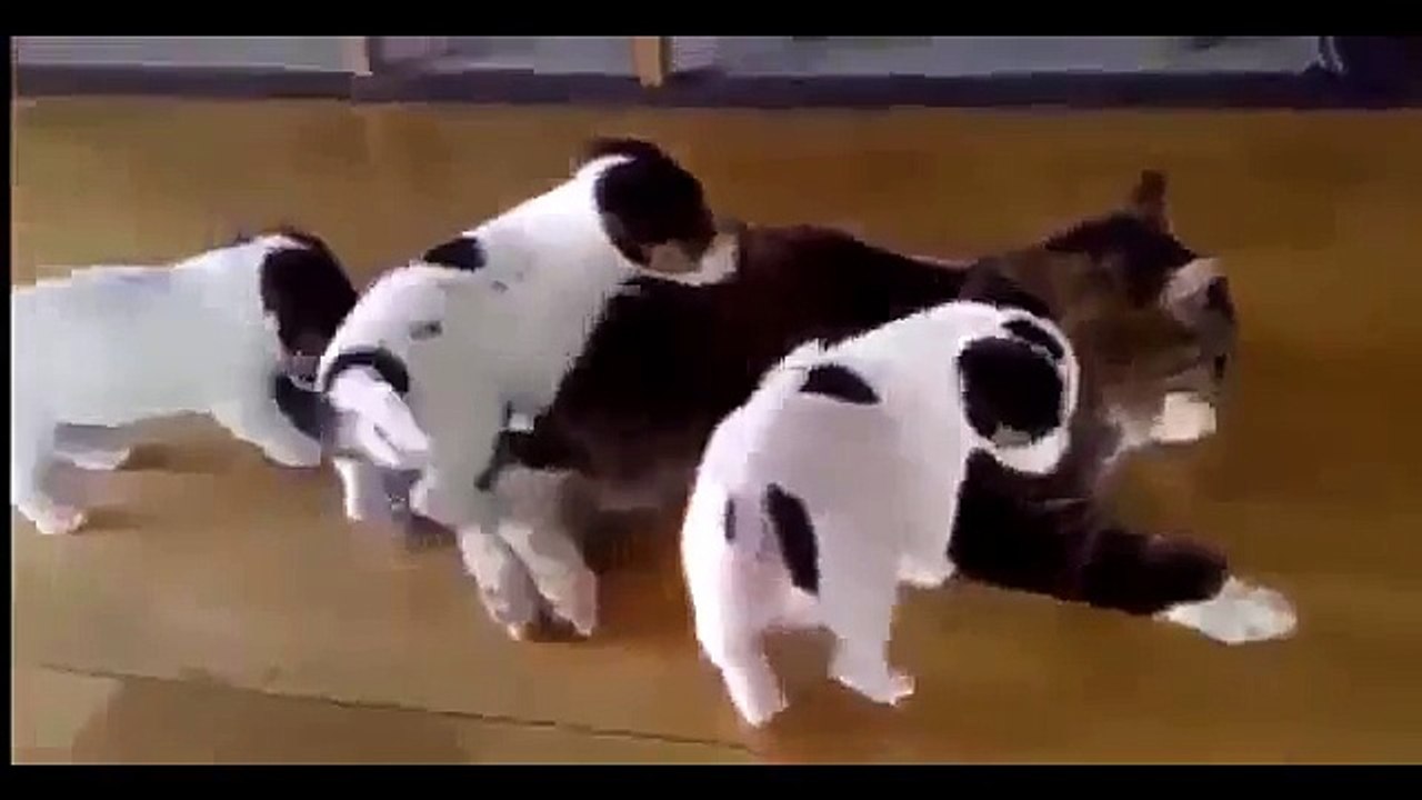 Бедную кошку донимают щенята Прикол