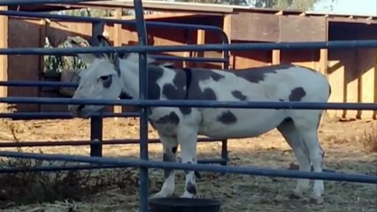 Приколы с животными подборка №31