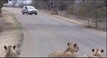 Tourist with 14 Lions in Safari Park - Video
