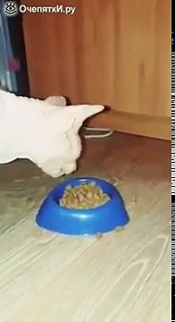 У кота рот-экскаватор!!!!!Смешно!!Подписывайся!!!