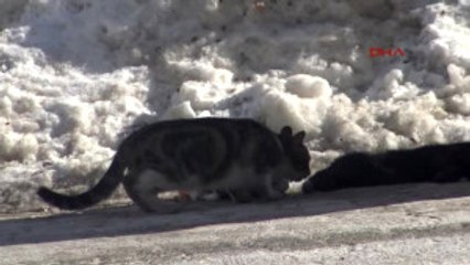 Mardin Ölen Kediyi Arkadaşları Saatlerce Yanlız Bırakmadı