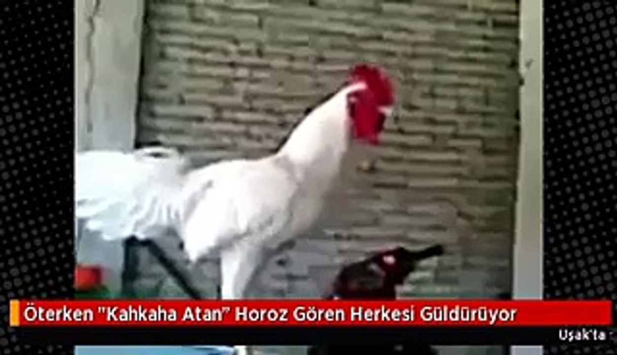 Öterken 'Kahkaha Atan' Horoz Gören Herkesi Güldürüyor