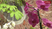 5 conseils pour soigner son orchidée