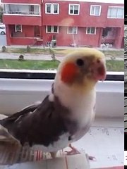 Erkek sultan papağanı konuşması