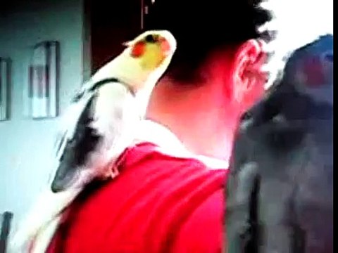 Говорящий попугай корелла