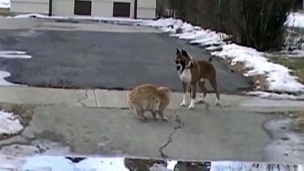 Битва титанов.  Барсик и Тузик. Приколы 2016.