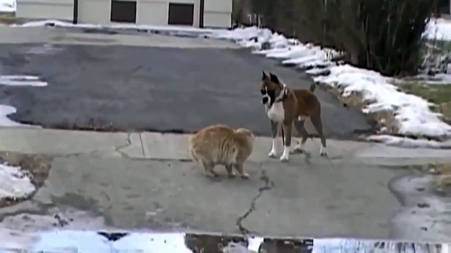 Битва титанов. Барсик и Тузик. Приколы 2016.