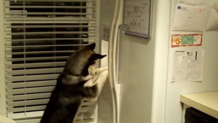 Husky knows how to operate refrigerator ice machine