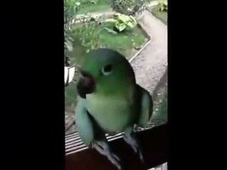 Gülme Krizine Sokan Papağan