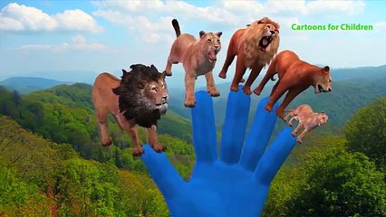 Lion Daddy Attacks Elephant | Lion Vs Elephant Finger Family Nursery Kids Rhymes | Wild Animal Fight