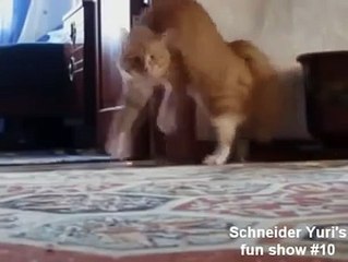 Подборка приколов с животными 2015