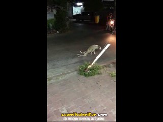 Zabıta Gören Dilenci Gibi Bir Anda Şifa Bulan Köpek