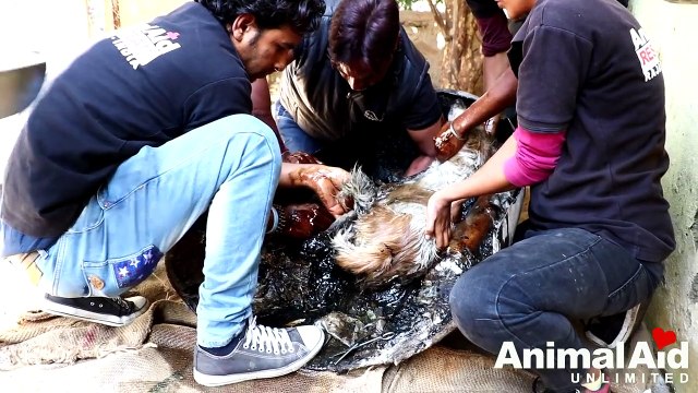 Engluée dans un cylindre plein de goudron, une chienne est sauvée in extremis