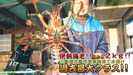 伊勢海老!!なんと２ｋｇ!! 志摩市安乗漁港で水揚げ過去最大クラス!!