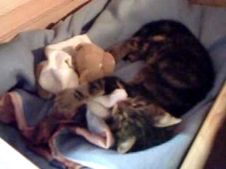 Voici mon chaton QUI joue et qui montre le ventre