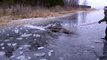 Ils sauvent un élan coincé dans un lac gelé