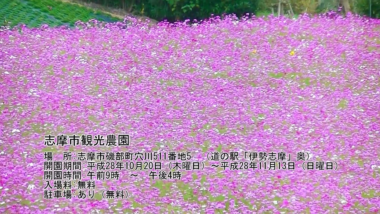 志摩市のコスモス畑めぐり