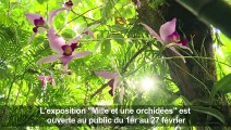 Les orchidées à l'honneur au Jardin des Plantes de Paris