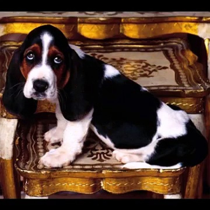 Животные мочат приколы