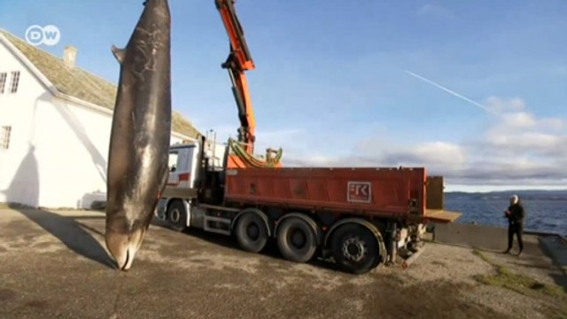 Balina kirlilik kurbanı