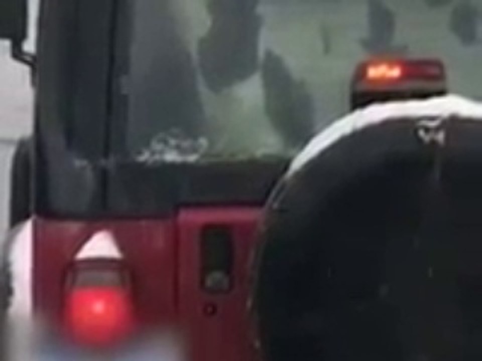 Le gars transporte une vache dans sa jeep