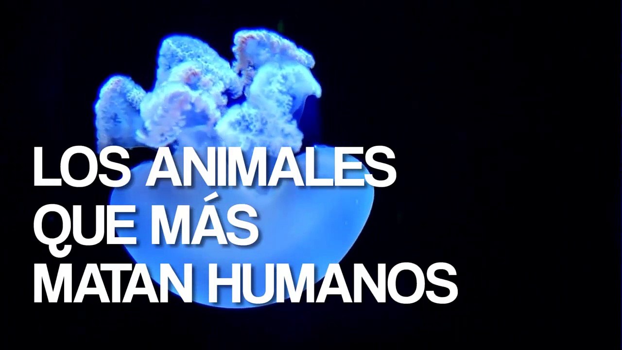 Los animales que más matan humanos