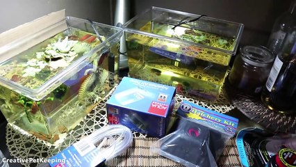 Getting ready to Breed Betta Fish _ Fish Fan Friday Vlog-I8MSZMInbXA