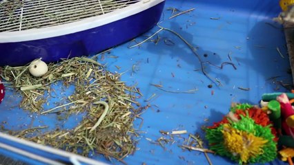 HOW TO litter train your rabbit in one week _ Bunny Potty Training-IyMKttwZ1e0