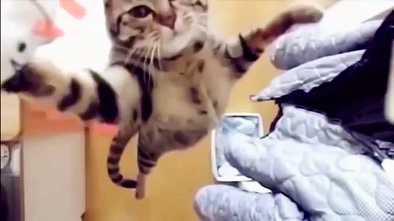 Смешные кошки funny cats 2015