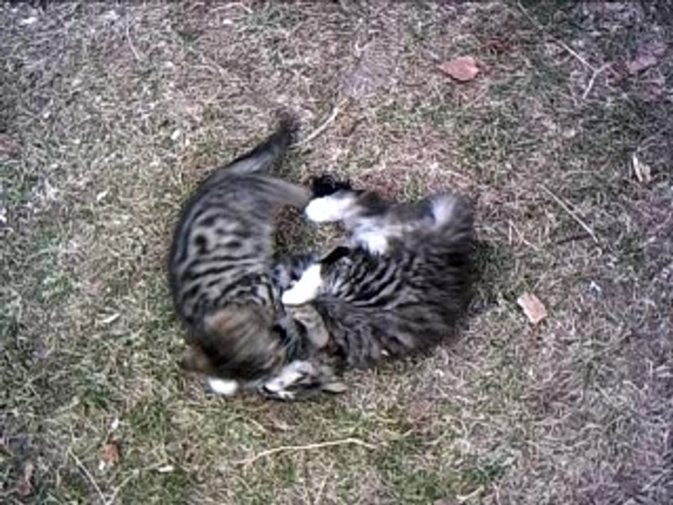 chatons