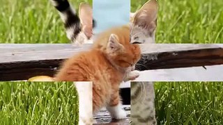 Кошки Возраст кошки по человеческим меркам