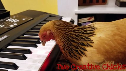 Patriotic Chicken Playing Keyboard Piano