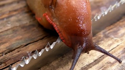 Sümüklü böcek jiletin üstünden geçerse ne olur?