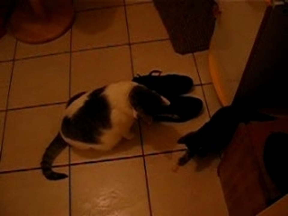 chat