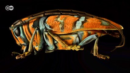 Britânico fotografa insetos em detalhe