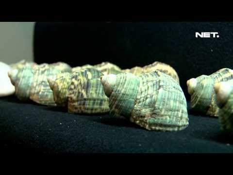 NET12 - Kelomang, Peliharaan Eksotis yang Tak Menyulitkan di Bandung