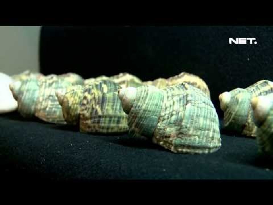 NET12 - Kelomang, Peliharaan Eksotis yang Tak Menyulitkan di Bandung