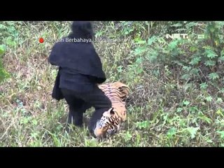 NET24 - Bermain dengan Harimau, Tantang Bahaya di Malang