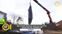 In 60 Seconds: Beached Whale Had 30 Plastic Bags In Its Stomach
