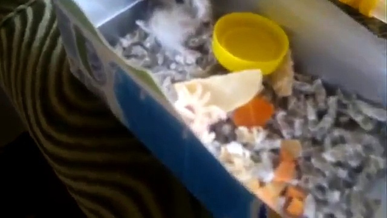 Хомяк смех до слез