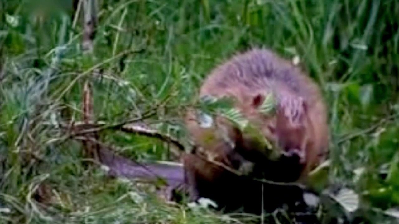 Reintrodukcija dabra u BiH (Ekovizija, 2008.)