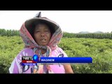 NET12 - Penyuluhan petani tentang tata cara tanam di musim hujan