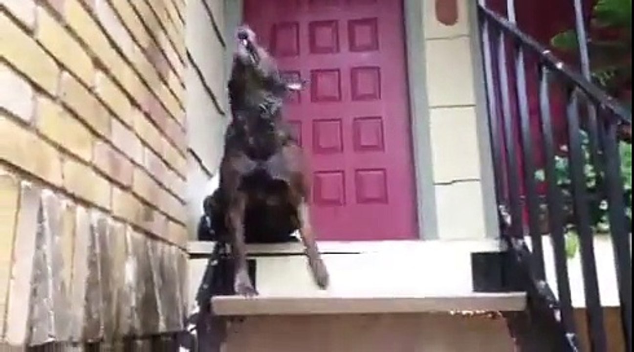 Dog loves the rain!!!