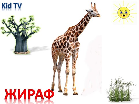 Мультик от kidTV Животные Африки и их звуки Развивающий мультик для детей (звуки животных)