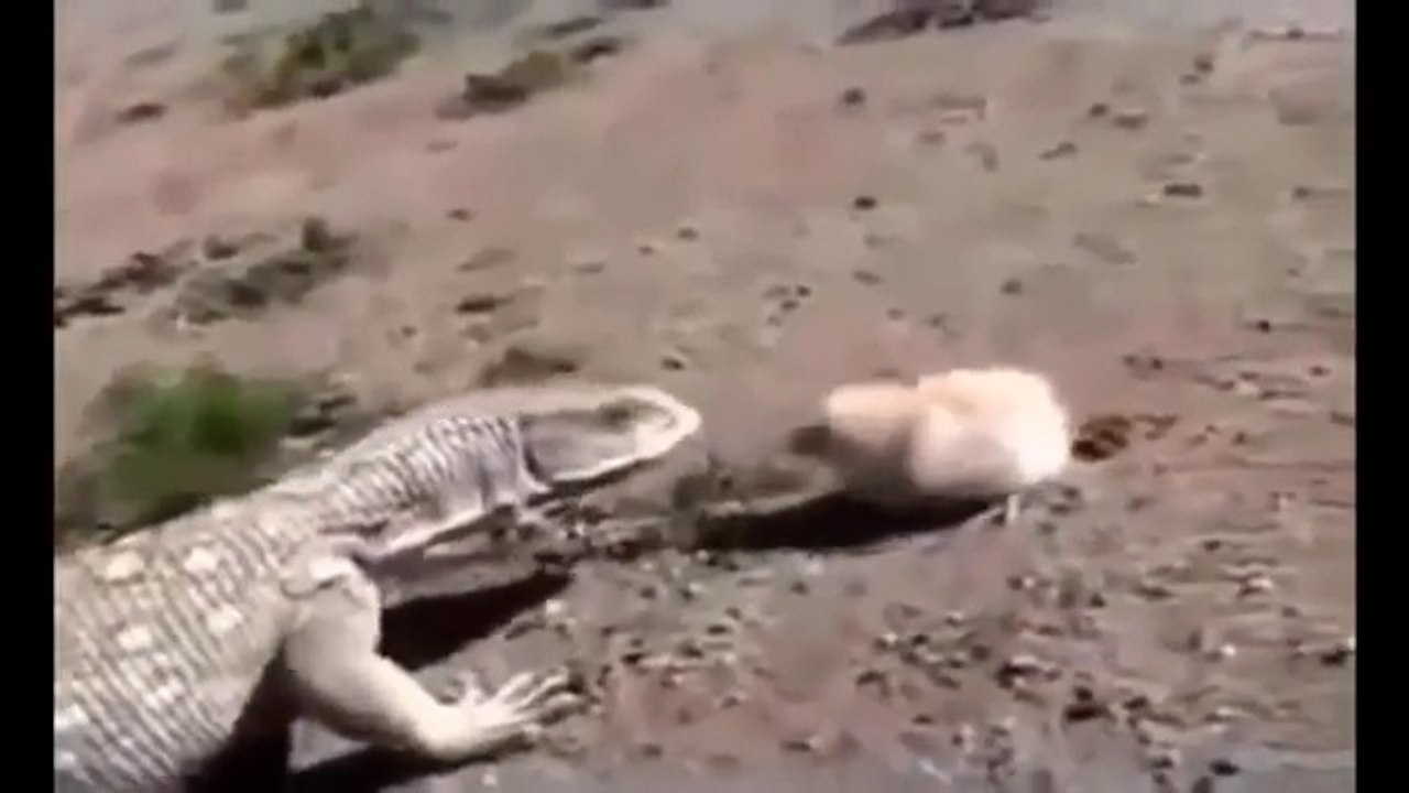 Baby Chick Defeated Dragon/Bébé Chick Défait Dragon