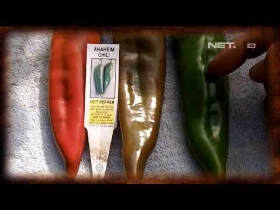 NET24 - Serba Serbi Cabai - Indonesia, Penggemar Masakan Pedas