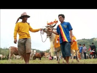 NET24 - You Have to Know - Tradisi Pacu Jawi di Padang