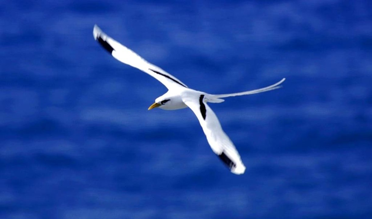 Île Réunion    Piton Maïdo